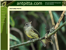 Tablet Screenshot of antpitta.com